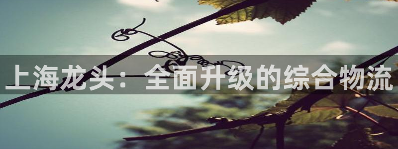 狗子28官网版2024：上海龙头：全
